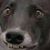 Gotmud Hughes's profile image