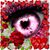 Veronica Brown's profile image