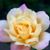Marie José Farella's profile image