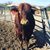 Carmen R Gilbert's profile image