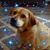 Amy Bauer's profile image