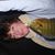 Diane Gehrke's profile image