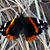 Chris Carter Sutherland's profile image