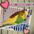Paula Rossow's profile image