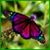Teresa Steed Easley's profile image