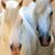 Lori Whiteley's profile image