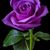 Kelly Mattson's profile image