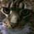 Julie Strassel Hogue's profile image