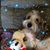 Julie Korenchuk's profile image
