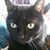 Debbie Cameron's profile image
