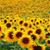 Nancy Kelley Turner's profile image