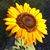 Suzi Soderlund's profile image