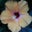 Melodie Hollier's profile image