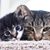 Tressana Alouane's profile image