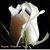 Sonia Davila's profile image