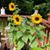 Kathy Ison Chernicky's profile image