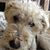 Mj Murphy's profile image