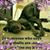 Jodi Commins's profile image