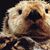 Sharon Pettet's profile image