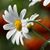 Kelly Pava's profile image
