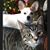 Linda Hauser DeMato's profile image