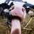 Kristen Kindell's profile image