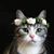 Lee A Weidner's profile image