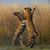 Sandy Shabba's profile image