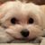 Donna DeFlippo's profile image