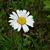 Linda Toth Mattus's profile image