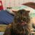Tessa Paone's profile image