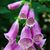 Richard-Beth Whaley's profile image