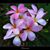 Margaret Smith Fredrickson's profile image