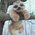 Angel LaVine's profile image
