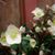 Clara Chandler's profile image