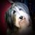 Sheree Girty's profile image