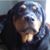 Christine Cricket Czarnecki-Shaffer's profile image