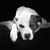 Holly Coble Rhodes's profile image