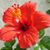 Shiho Azuma's profile image