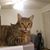 Tammi Lake Morales's profile image