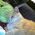 Joy Leasure's profile image