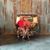 Shelby Mulcahy's profile image