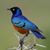 Blossom Prior's profile image