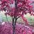 Kay Lynn Swain Caley's profile image