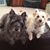 Belinda Darnall Vose's profile image