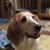 Lisa Moses's profile image
