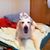 Diane Senft's profile image
