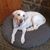 Charlie Heidis-Dog's profile image
