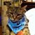 Sandra Rodgers Curtin's profile image