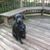 Elizabeth Brunner's profile image